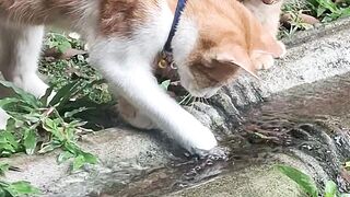 Home Cats playing with water from a hose!