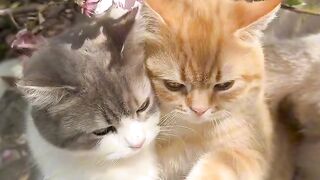Cat Watching a Horror Movie! 9
