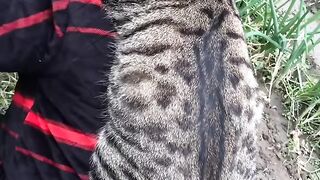 Cat Discovers the Ceiling Fan! 8