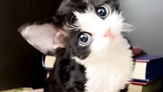 Cat Trying to Drink from a Straw! 17