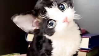 Kitten's First Time Trying Wet Food! 9