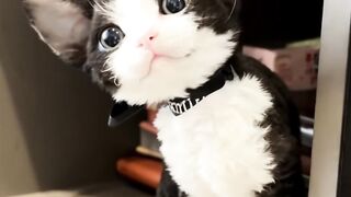 Cat Attacking the Broom! 8