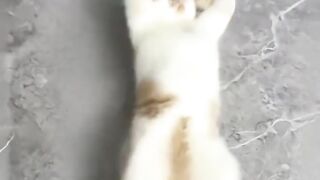 Cat Sleeping in a Hammock! 9