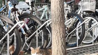 Cat Begging for a Piece of Ham! 9