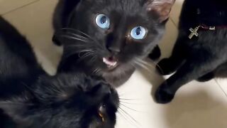 Cat Trying to Open the Door Knob! 9