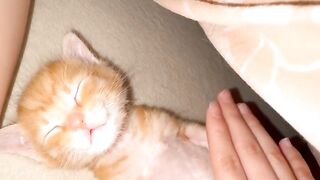 Cat Covered in Static Electricity! 9
