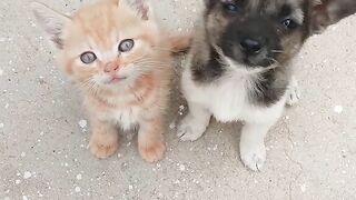 Cat Chasing a Butterfly in the Garden! 9