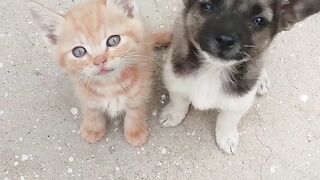 Cat Annoyed by a Snoring Dog! 8