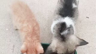 Cat Sliding on the Hardwood Floor! 8