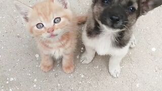 Cat Meowing "No" to the Vet! 8