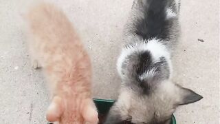 Cat Trying to Hide under a Tiny Rug! 8