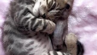 Cat Jumping into a Pile of Leaves! 8