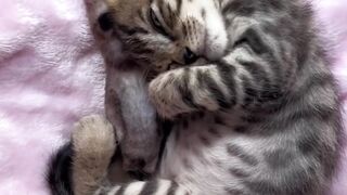 Cat Refusing to Give Up the Remote! 7