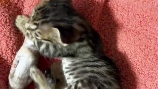 Cat Stealing a Hair Tie! 9
