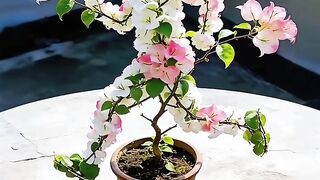 Beautiful bloom🙏❤️