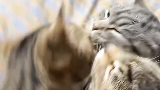 Cat Fighting its Own Tail in Circles! 7