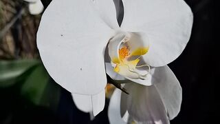 CATLEYA ORCHID FLOWER