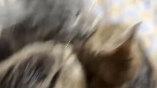 Cat Reacts to Owner Wearing a Mask! 7