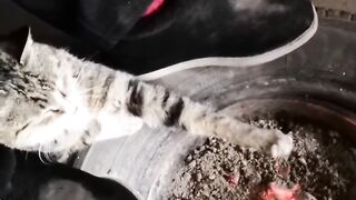 Cat Sleeping with its Tongue Out! 8