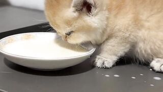 Cat Trying to Catch Drops of Water! 8