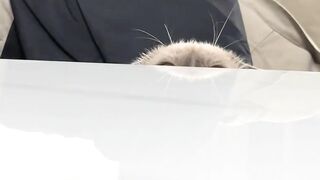 Cat Hugging a Dog to Sleep! 8