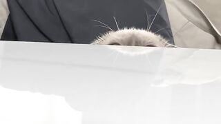 Cat Knocking the Camera Over! 7
