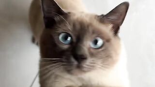 Cat Sitting on the Wi-Fi Router! 7