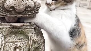 Cat Meets a Hedgehog! 🦔 8