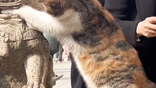 Cat Begging for Belly Rubs! 7