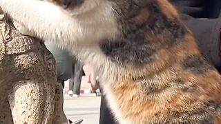 Cat Sleeping in a Perfect Circle! 9