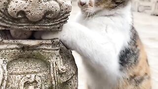 Cat Trying to Open a Cabinet Door! 8