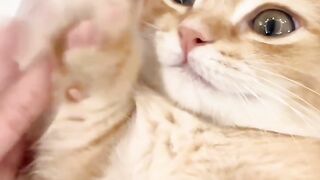 Cat Wearing a Tiny Winter Hat! 6