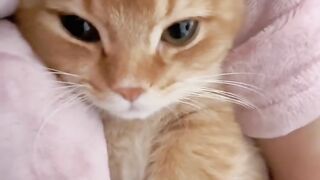 Cat Fighting a Dust Bunny! 7
