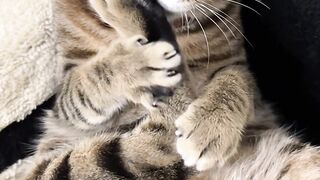 Cat Waking Up Slowly in the Sun! 8