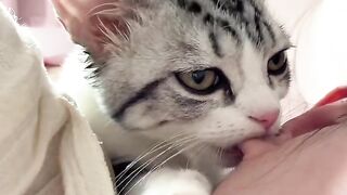 Cat Sitting Like a Boss on the Couch! 7