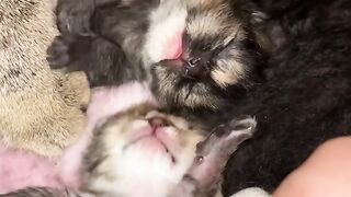 Cat Falling Asleep on Owner's Face! 9