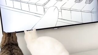 Funniest Cat Fails of 2026! 😂 11