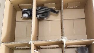 You Won't Believe What This Cat Did! 10