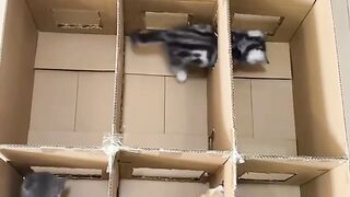 Cutest Kitten Meowing for 1 Minute! 10