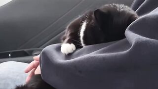 Ninja Cat Jumping Level 999! 10