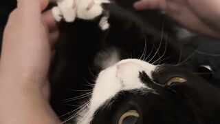 Hilarious Cat Scared of Cucumber! 9