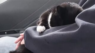 Trying Not To Laugh at This Cat! 10