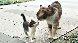 Hungry Cat Yelling for Food! 9