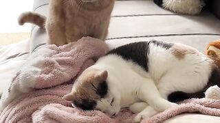 The Most Beautiful Fluffy Cat Ever! 11