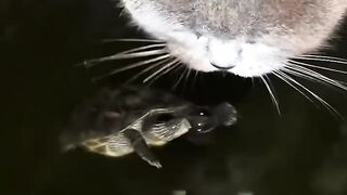 Cat Steals Dog's Bed! Boss Feline! 10