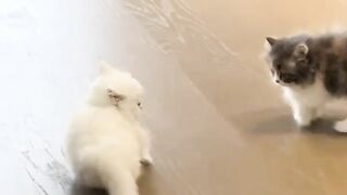 Cat Sneezing is the Cutest Thing! 10