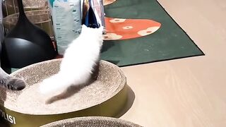 Orange Cat Behavior Explained! 😂 8