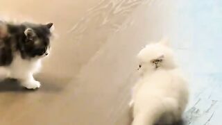 Cat Addicted to Watching TV! 9