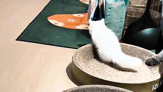 Bath Time Disaster for This Cat! 10