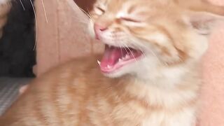 Cat Talking to Birds at the Window! 8